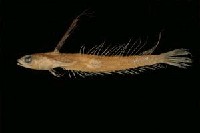 藏品(小骨鰧)的圖片